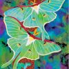 Lunar Moth Insects Diamond Painting