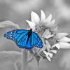 Monochrome Blue Buttefly Diamond Painting