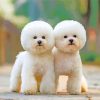 White Fluffy Dogs Diamond Painting